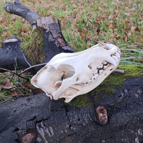 Replica Wolf 1:1 Scale Handpainted Model