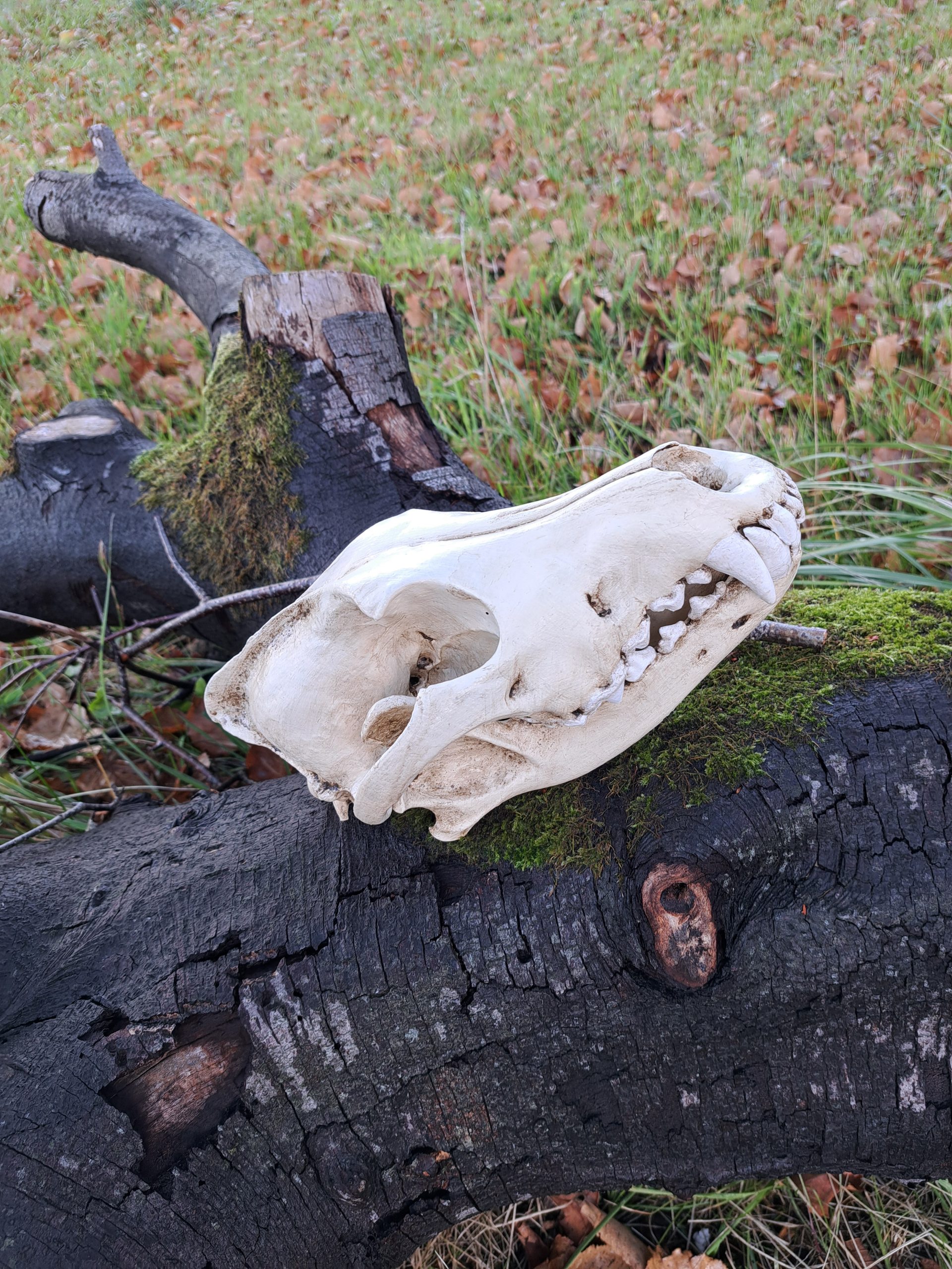 Replica Wolf 1:1 Scale Handpainted Model
