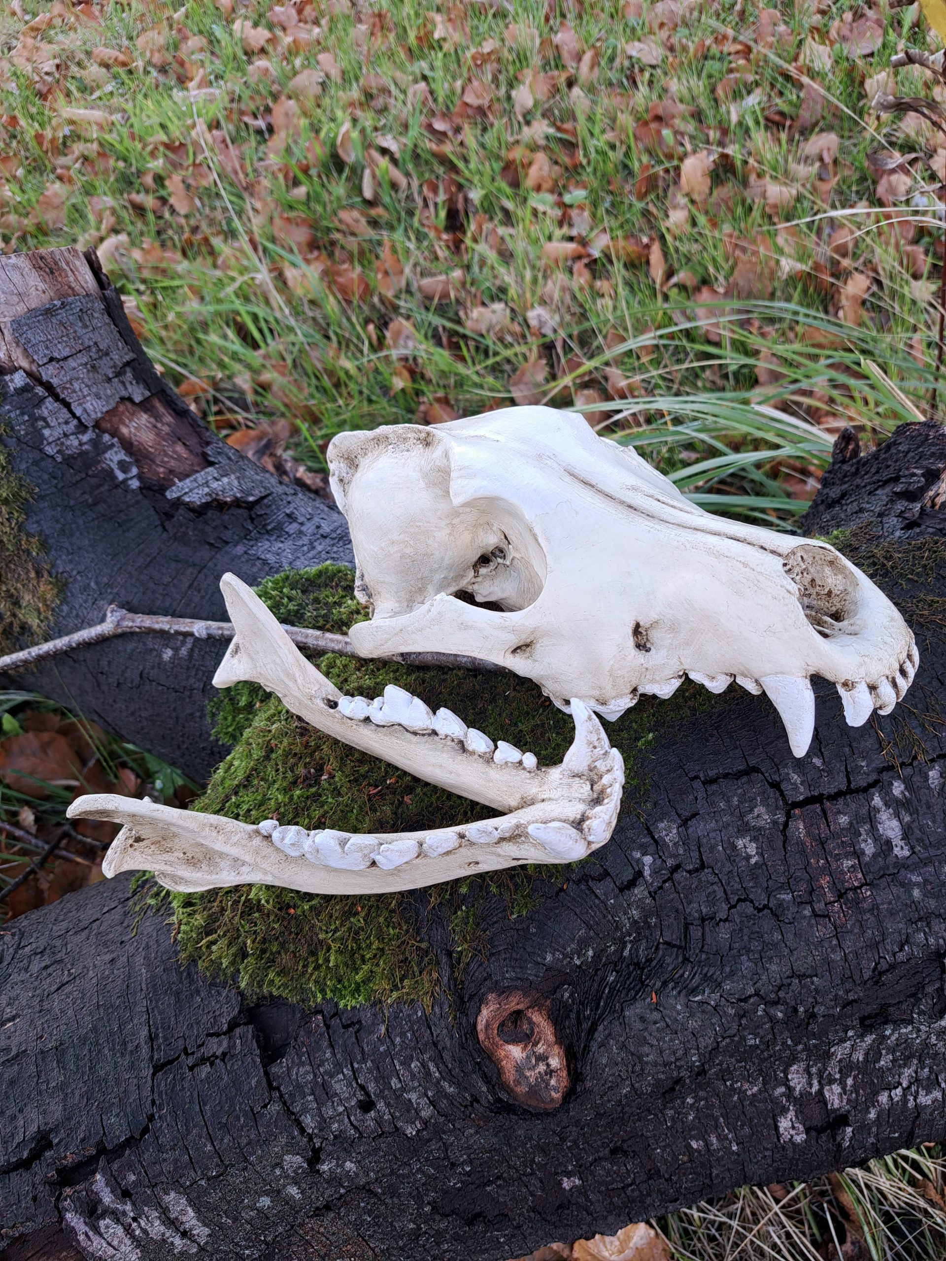 Replica Wolf 1:1 Scale Handpainted Model - Image 2